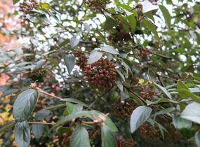 Kalina Burkwoodova - Viburnum burkwoodii