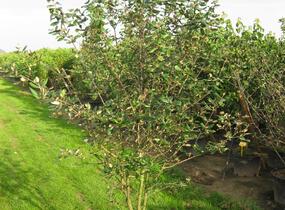 Kalina Burkwoodova - Viburnum burkwoodii