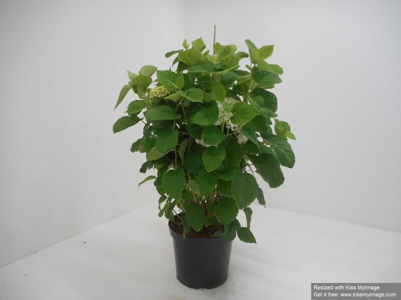 Hortenzie stromečkovitá 'Incrediball' Strong Annabelle - Hydrangea arborescens 'Incrediball' Strong Annabelle