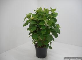 Hortenzie stromečkovitá 'Incrediball' Strong Annabelle - Hydrangea arborescens 'Incrediball' Strong Annabelle