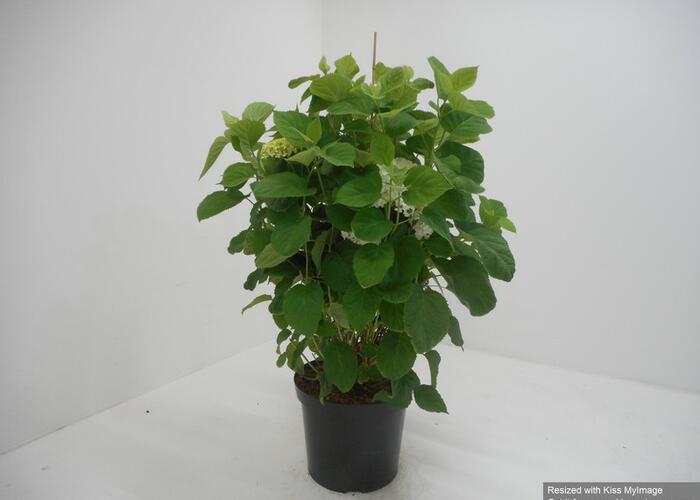 Hortenzie stromečková 'Incrediball' - Hydrangea arborescens 'Incrediball'
