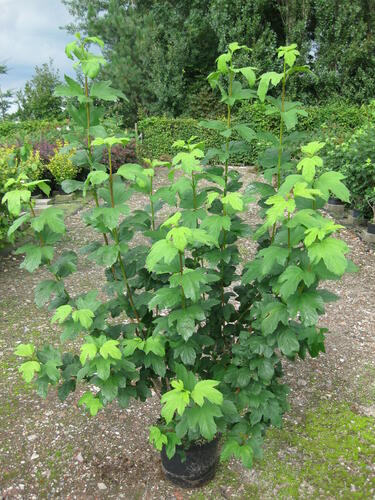 Kalina obecná 'Roseum' - Viburnum opulus 'Roseum'