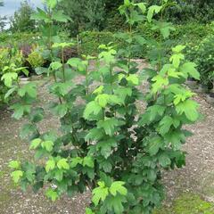 Kalina obecná 'Roseum' - Viburnum opulus 'Roseum'