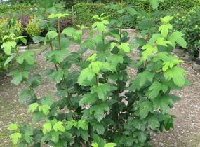 Kalina obecná 'Roseum' - Viburnum opulus 'Roseum'