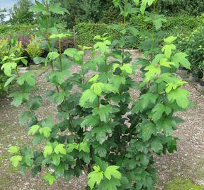 Kalina obecná 'Roseum' - Viburnum opulus 'Roseum'