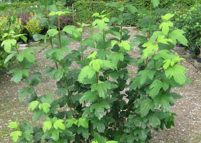 Kalina obecná 'Roseum' - Viburnum opulus 'Roseum'