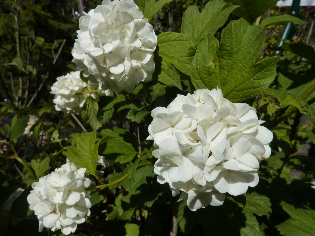 Kalina obecná 'Roseum' Viburnum opulus 'Roseum' Zahradnictví FLOS