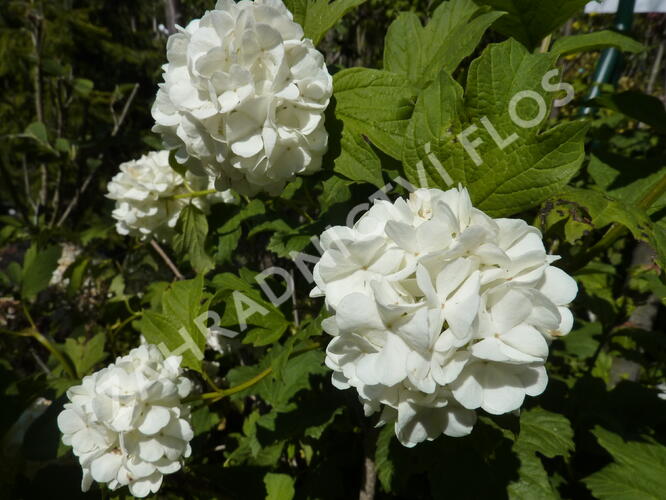 Kalina obecná 'Roseum' - Viburnum opulus 'Roseum'