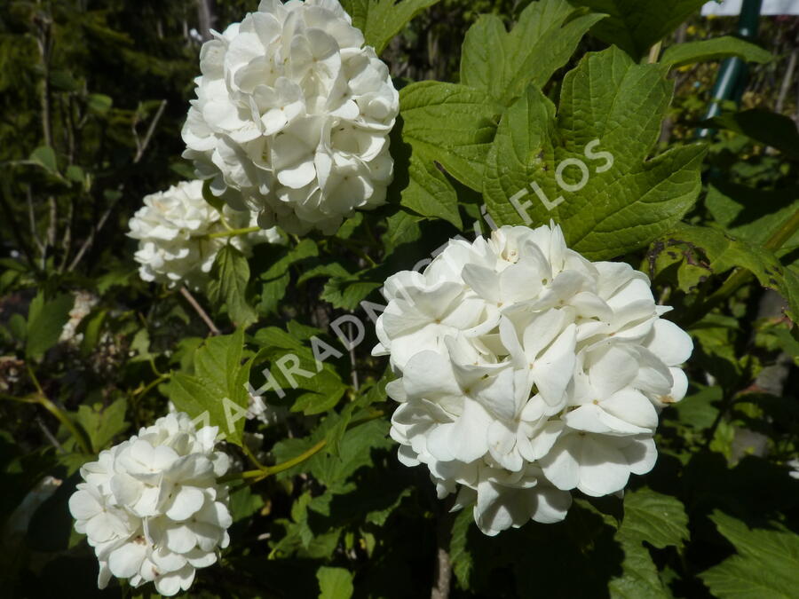 Kalina obecná 'Roseum' - Viburnum opulus 'Roseum'