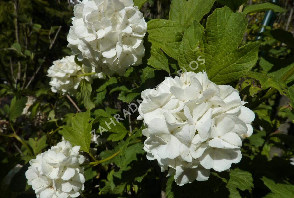 Kalina obecná 'Roseum' - Viburnum opulus 'Roseum'