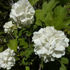 Kalina obecná 'Roseum' - Viburnum opulus 'Roseum'