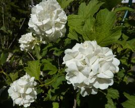Kalina obecná 'Roseum'