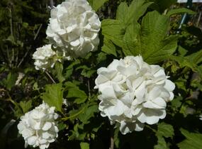 Kalina obecná 'Roseum' - Viburnum opulus 'Roseum'