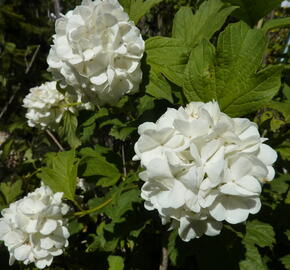 Kalina obecná 'Roseum' - Viburnum opulus 'Roseum'