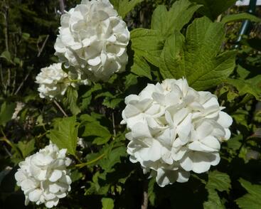 Kalina obecná 'Roseum'