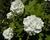 Kalina obecná 'Roseum'
