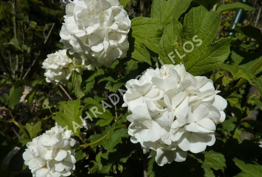 Kalina obecná 'Roseum' - Viburnum opulus 'Roseum'