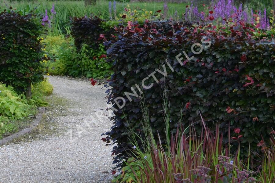 Buk lesní 'Atropurpurea' - Fagus sylvatica 'Atropurpurea'