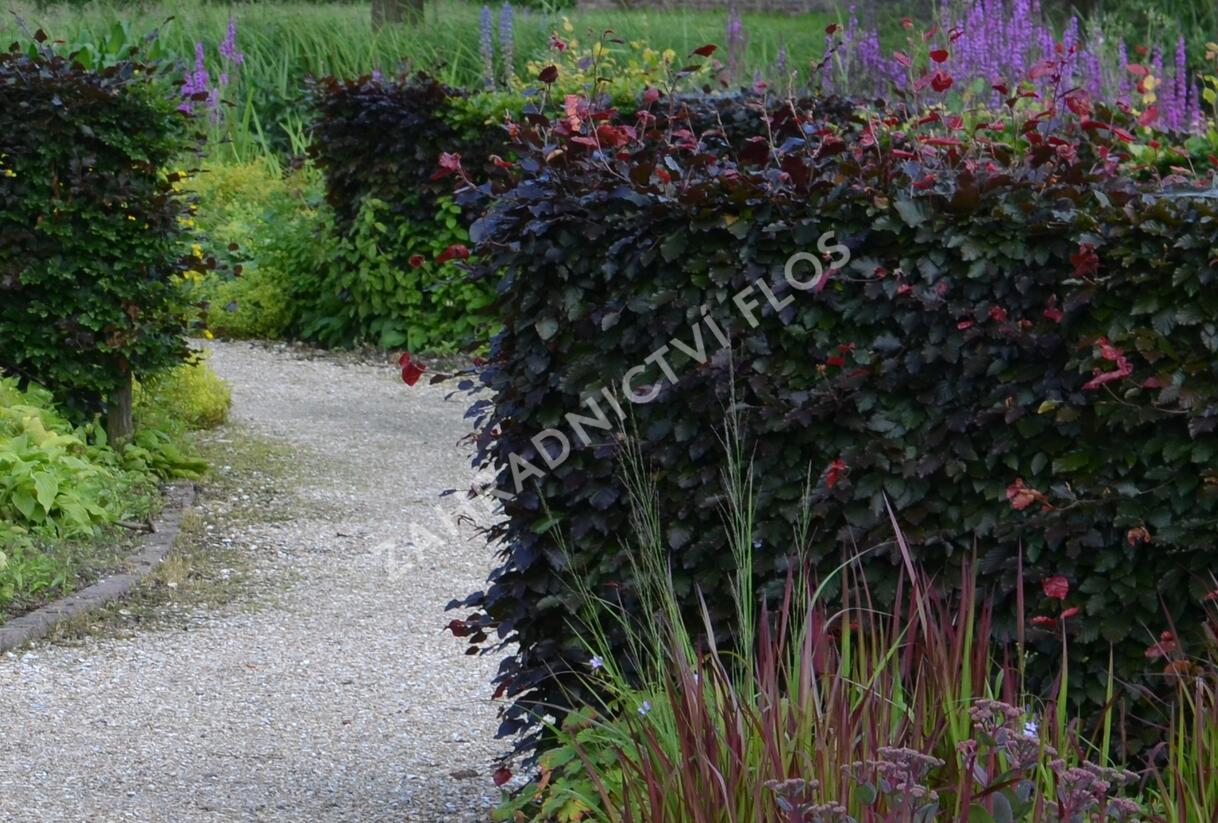 Buk lesní 'Atropurpurea' - Fagus sylvatica 'Atropurpurea'