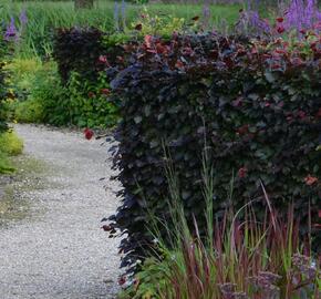 Buk lesní 'Atropurpurea' - Fagus sylvatica 'Atropurpurea'