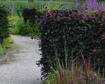 Buk lesní 'Atropurpurea'