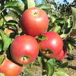 Jabloň zimní 'Rajka' - Malus domestica 'Rajka'