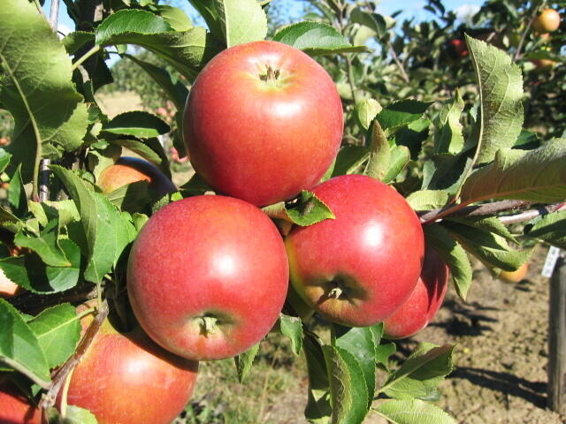 Jabloň zimní 'Rajka' - Malus domestica 'Rajka'