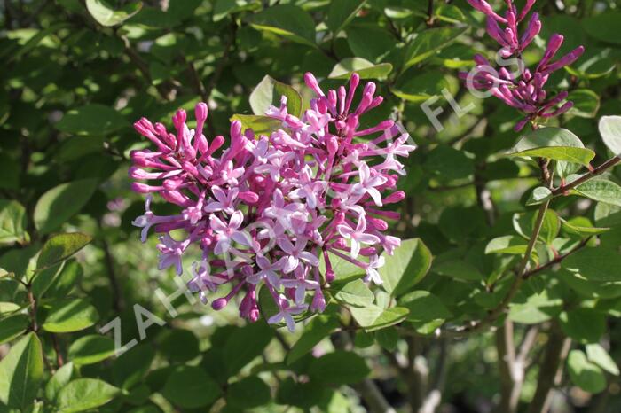 Šeřík malolistý 'Superba' - Syringa microphylla 'Superba'