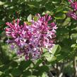 Šeřík malolistý 'Superba' - Syringa microphylla 'Superba'