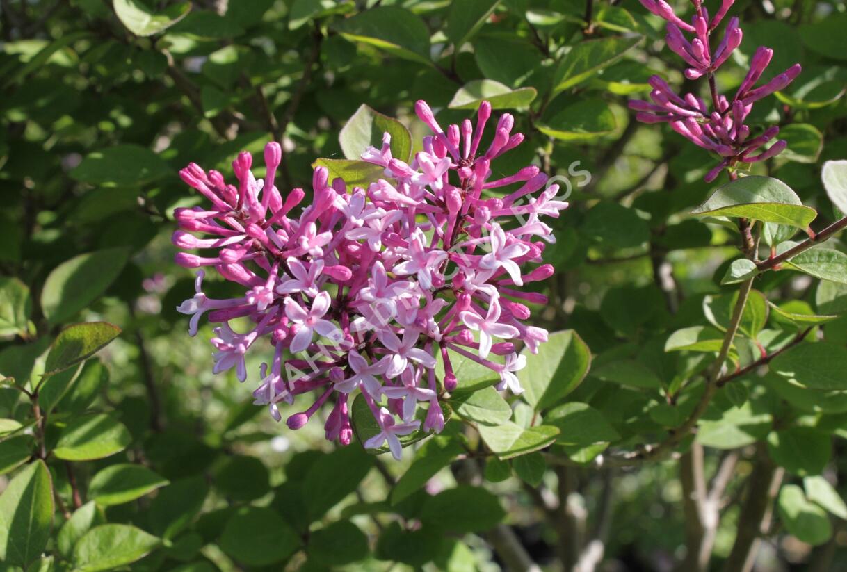 Šeřík malolistý 'Superba' - Syringa microphylla 'Superba'