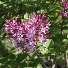 Šeřík malolistý 'Superba' - Syringa microphylla 'Superba'