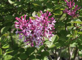 Šeřík malolistý 'Superba' - Syringa microphylla 'Superba'