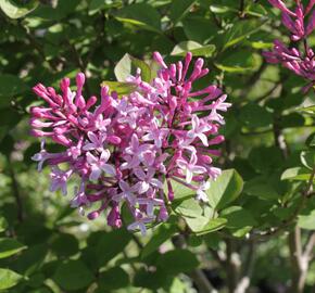 Šeřík malolistý 'Superba' - Syringa microphylla 'Superba'