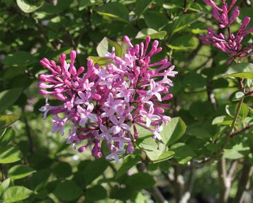 Šeřík malolistý 'Superba'