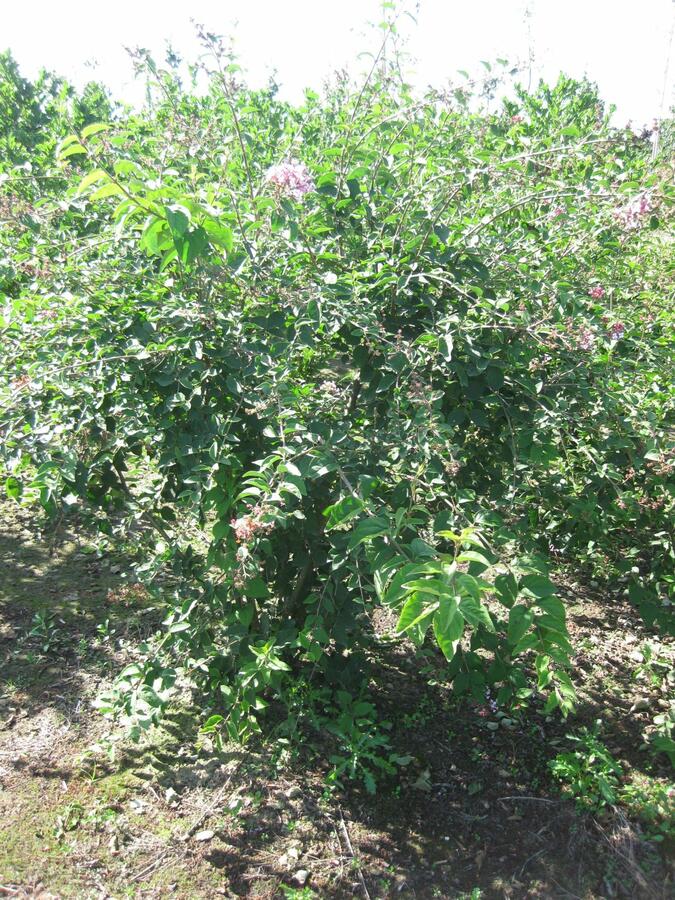 Šeřík malolistý 'Superba' - Syringa microphylla 'Superba'