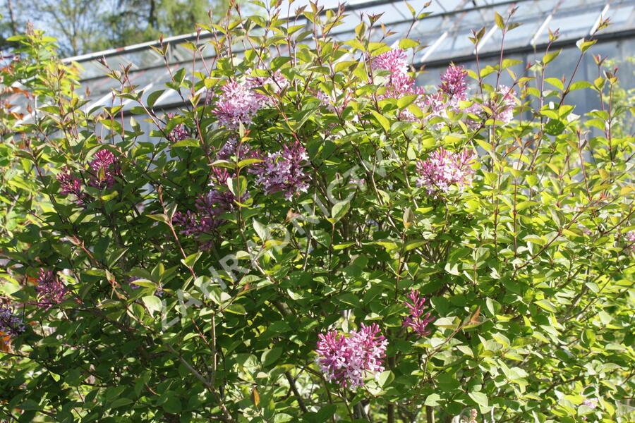 Šeřík malolistý 'Superba' - Syringa microphylla 'Superba'