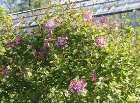 Šeřík malolistý 'Superba' - Syringa microphylla 'Superba'