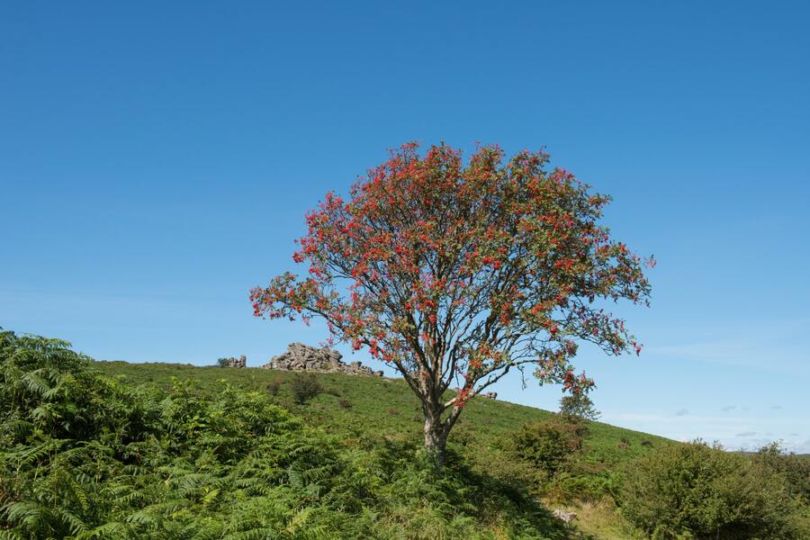 Jeřáb ptačí, jeřabina - Sorbus aucuparia