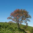 Jeřáb ptačí, jeřabina - Sorbus aucuparia