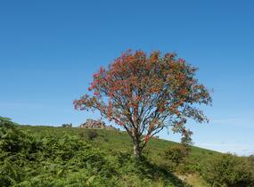 Jeřáb ptačí, jeřabina - Sorbus aucuparia