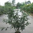 Jeřáb ptačí, jeřabina - Sorbus aucuparia
