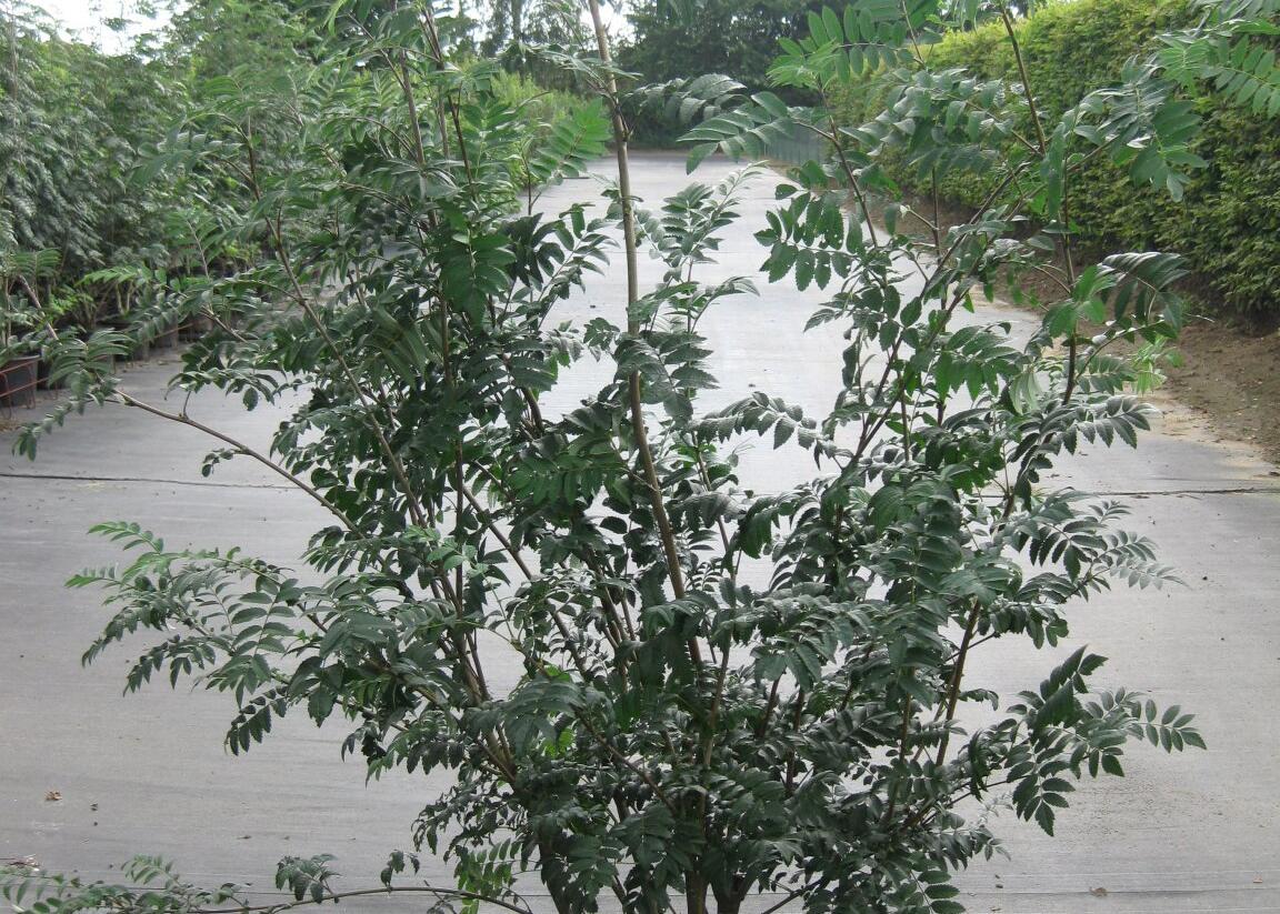Jeřáb ptačí, jeřabina - Sorbus aucuparia