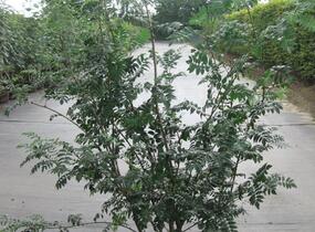 Jeřáb ptačí, jeřabina - Sorbus aucuparia