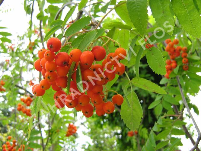 Jeřáb ptačí, jeřabina - Sorbus aucuparia