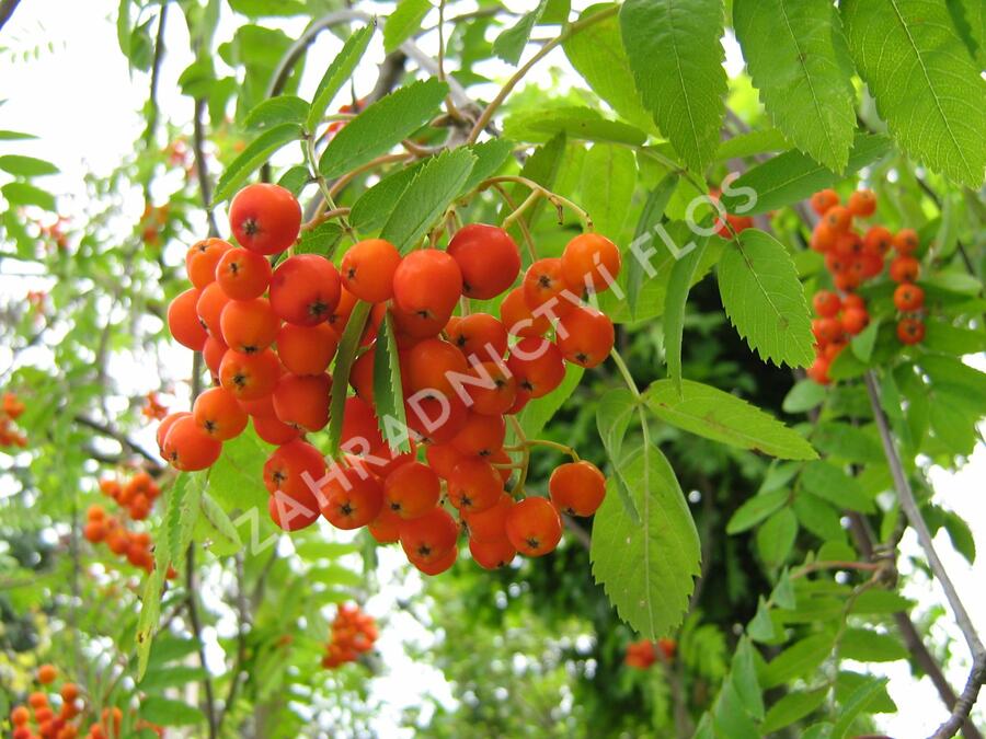 Jeřáb ptačí, jeřabina - Sorbus aucuparia