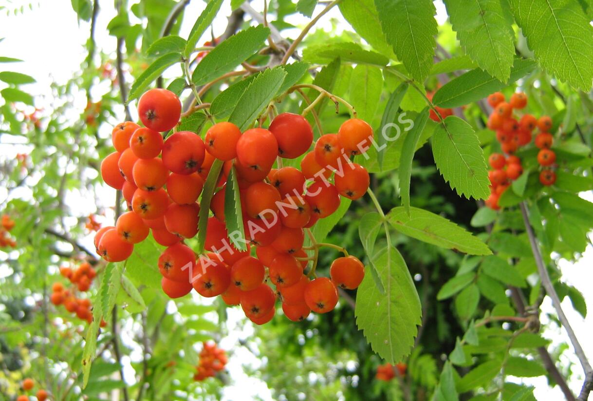 Jeřáb ptačí, jeřabina - Sorbus aucuparia