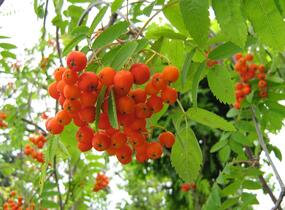 Jeřáb ptačí, jeřabina - Sorbus aucuparia