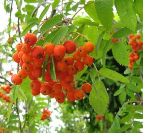 Jeřáb ptačí, jeřabina - Sorbus aucuparia