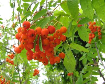 Jeřáb ptačí, jeřabina