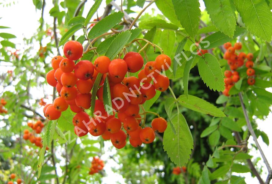 Jeřáb ptačí, jeřabina - Sorbus aucuparia